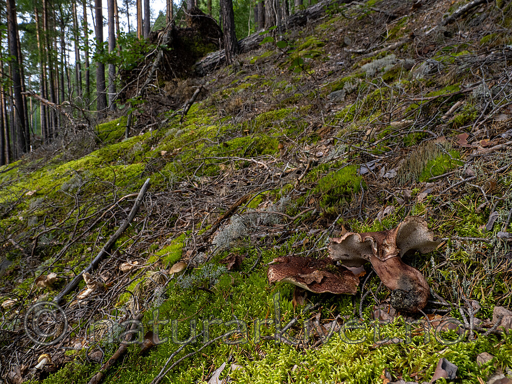 _8290387 / Sarcodon scabrosus / Besk storpigg