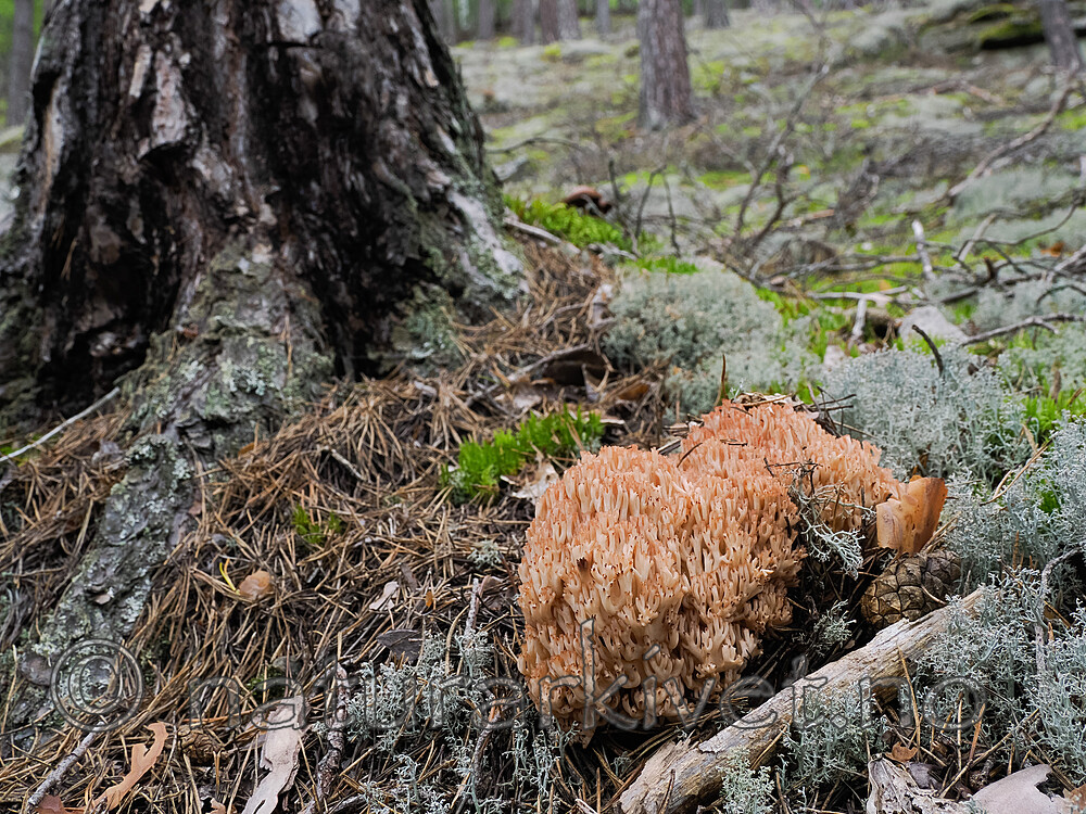 _8290431 / Ramaria botrytis / Rødtuppsopp