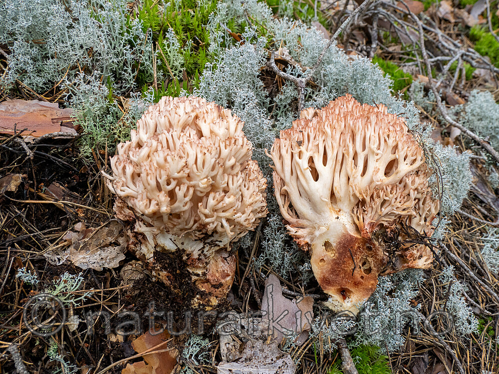 _8290483 / Ramaria botrytis / Rødtuppsopp