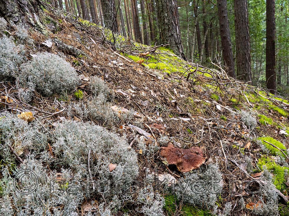 _8290493 / Bankera fuligineoalba / Lurvesøtpigg