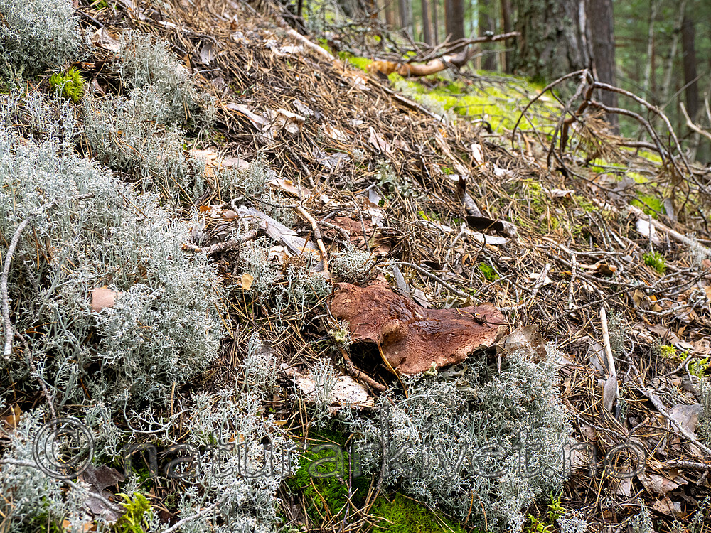 _8290497 / Bankera fuligineoalba / Lurvesøtpigg