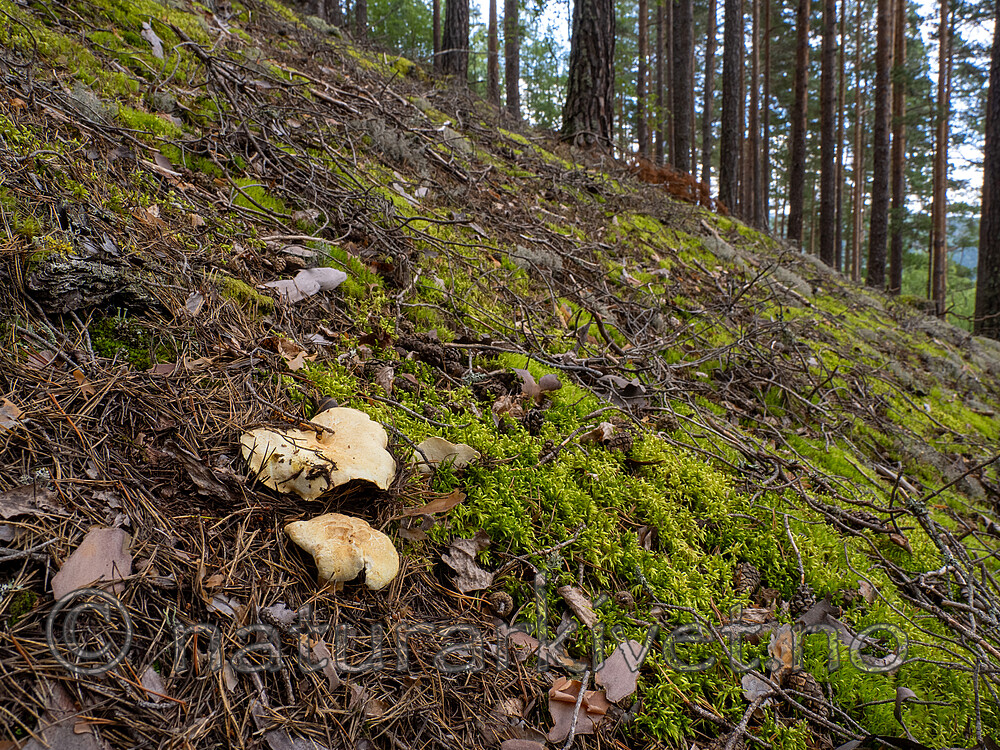 _8290501 / Albatrellus subrubescens / Furufåresopp