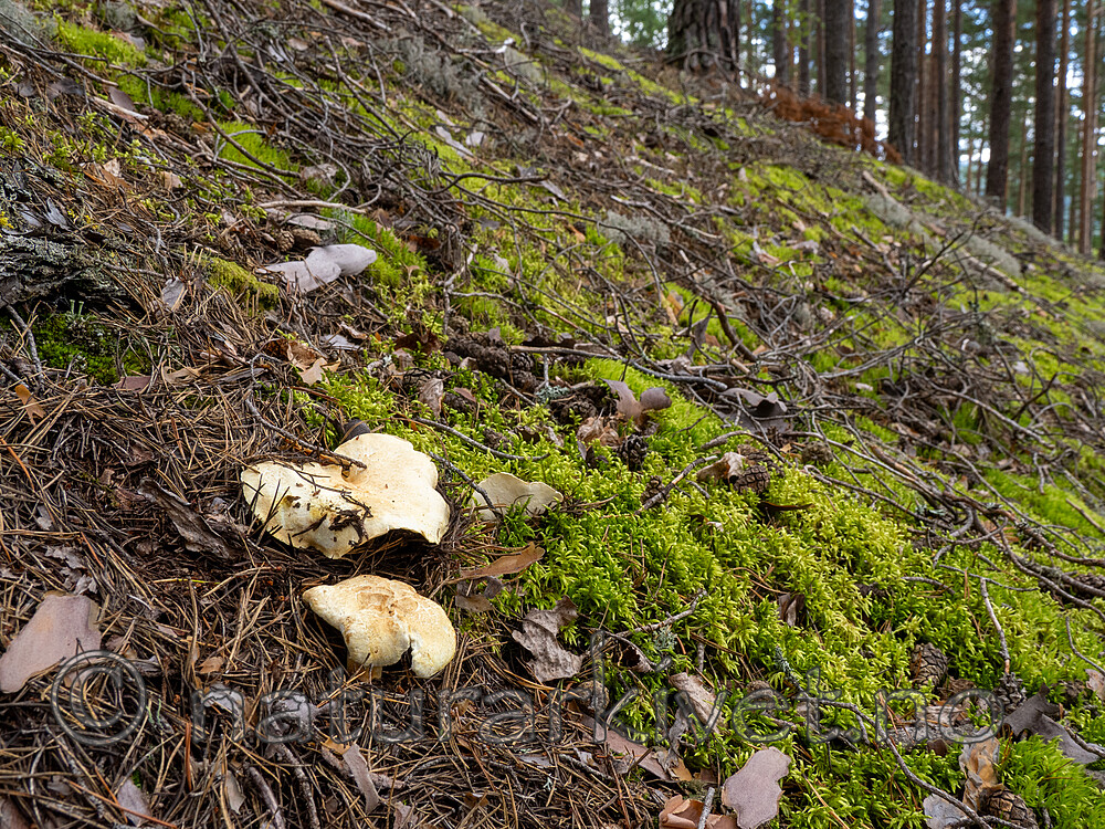 _8290503 / Albatrellus subrubescens / Furufåresopp