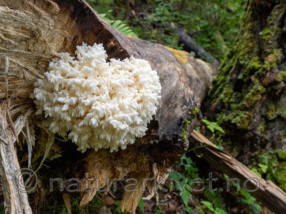 _8301119 / Hericium coralloides / Korallpiggsopp <br /> Populus tremula / Osp