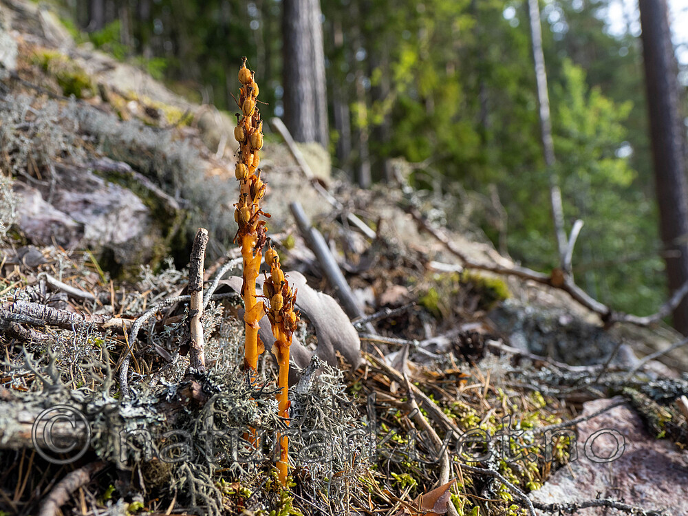 _9040194 / Monotropa hypopitys / Vaniljerot <br /> Monotropa hypopitys hypopitys / Lodden vaniljerot