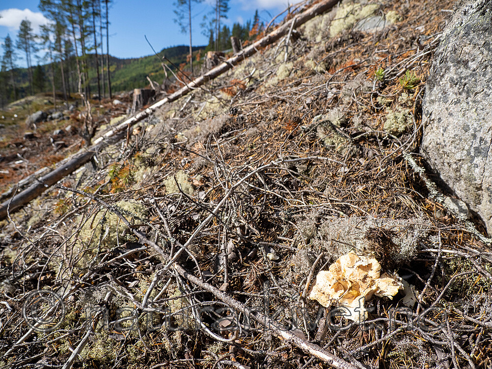 _9130157 / Albatrellus subrubescens / Furufåresopp