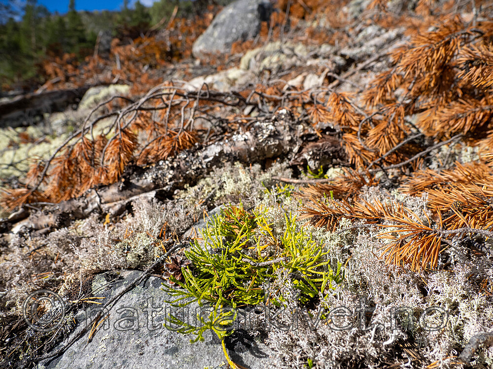 _9130163 / Diphasiastrum complanatum complanatum / Skogjamne