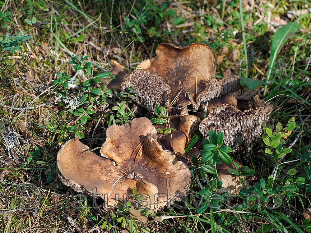 _9130344 / Sarcodon martioflavus / Ferskenstorpigg