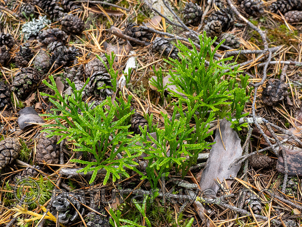 _9140449 / Diphasiastrum complanatum complanatum / Skogjamne