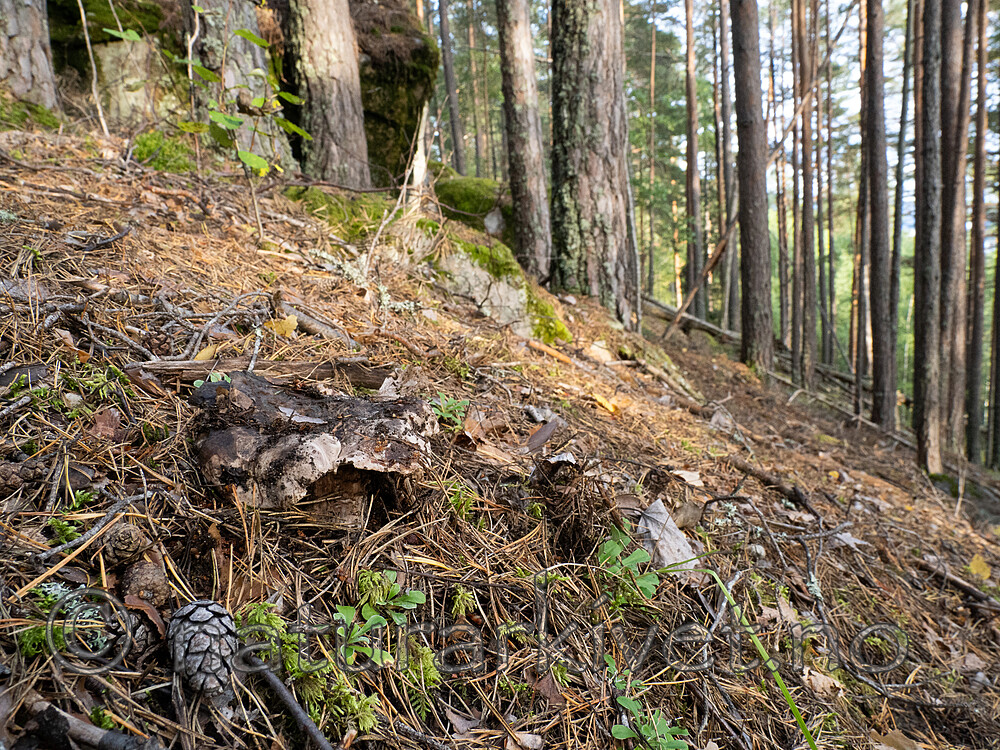 _9190570 / Boletopsis grisea / Furugråkjuke