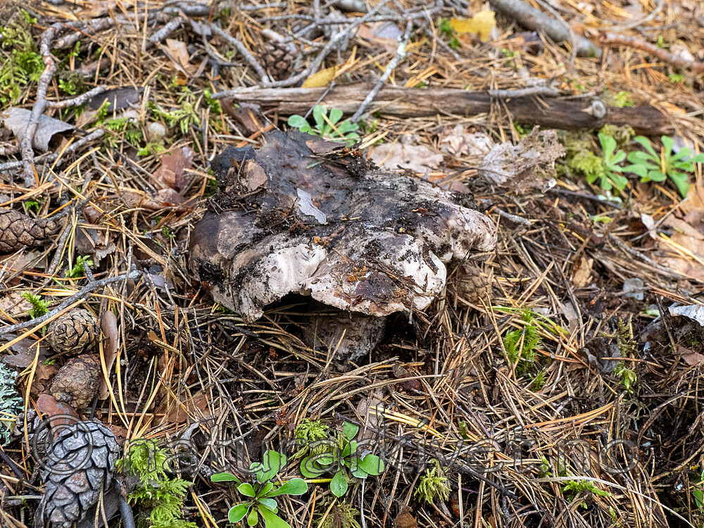 _9190572 / Boletopsis grisea / Furugråkjuke