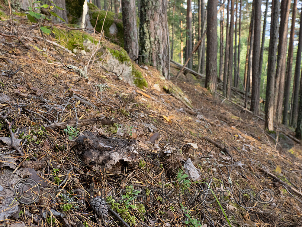 _9190577 / Boletopsis grisea / Furugråkjuke