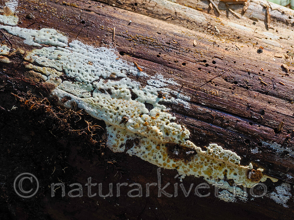 _9200164 / Skeletocutis jelicii / Prikkporekjuke