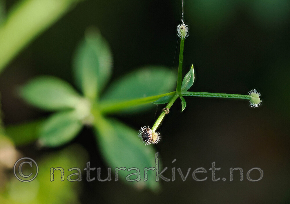 _9260205 / Galium triflorum / Myskemaure