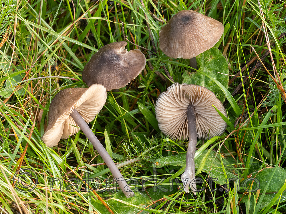 _9260867 / Entoloma anatinum