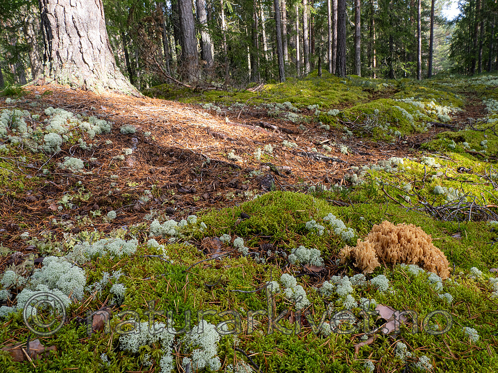 _9290986 / Ramaria eosanguinea / Jodkorallsopp