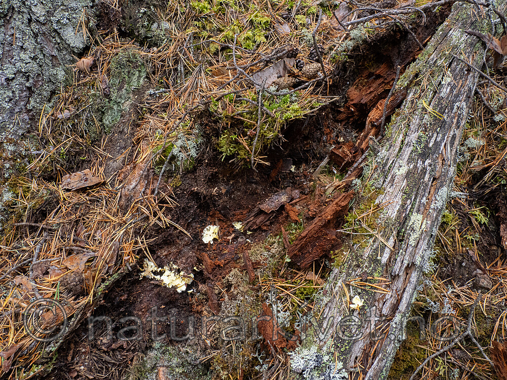 _9291017 / Stereopsis vitellina