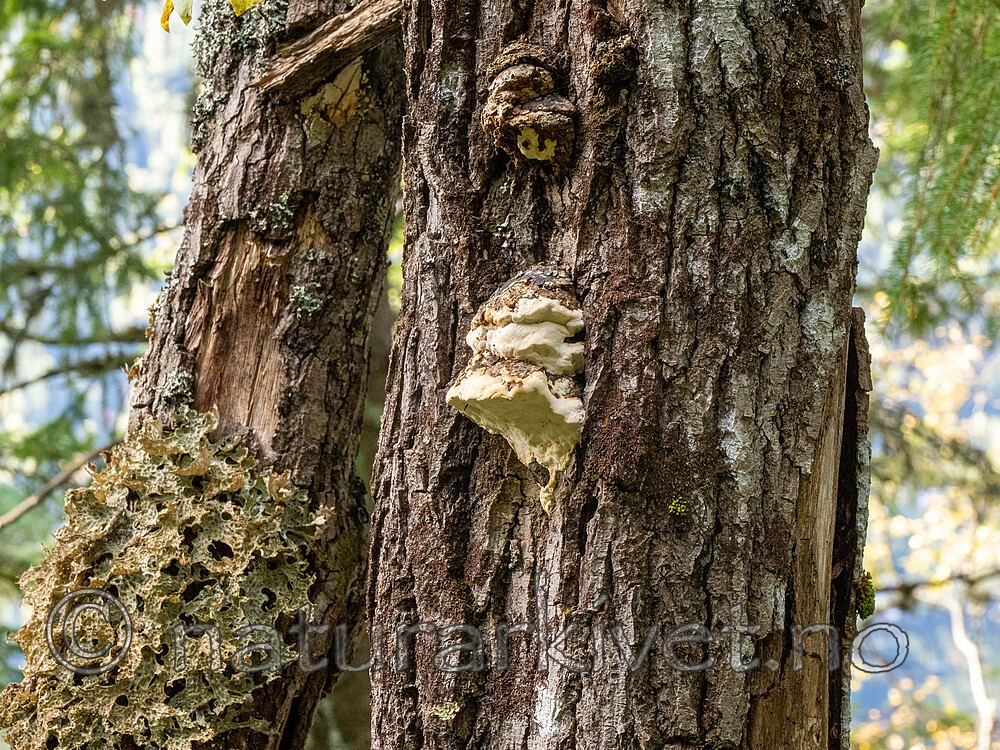 _A010247 / Haploporus odorus / Nordlig aniskjuke <br /> Salix caprea / Selje