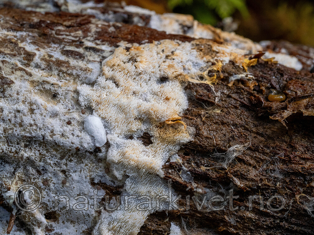 _A140003 / Physodontia lundellii / Luggskinn