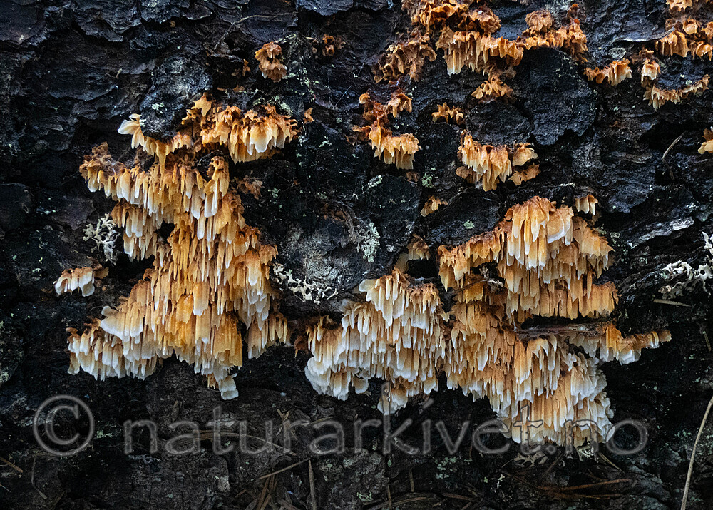 _A150160 / Pycnoporellus alboluteus / Storporet flammekjuke