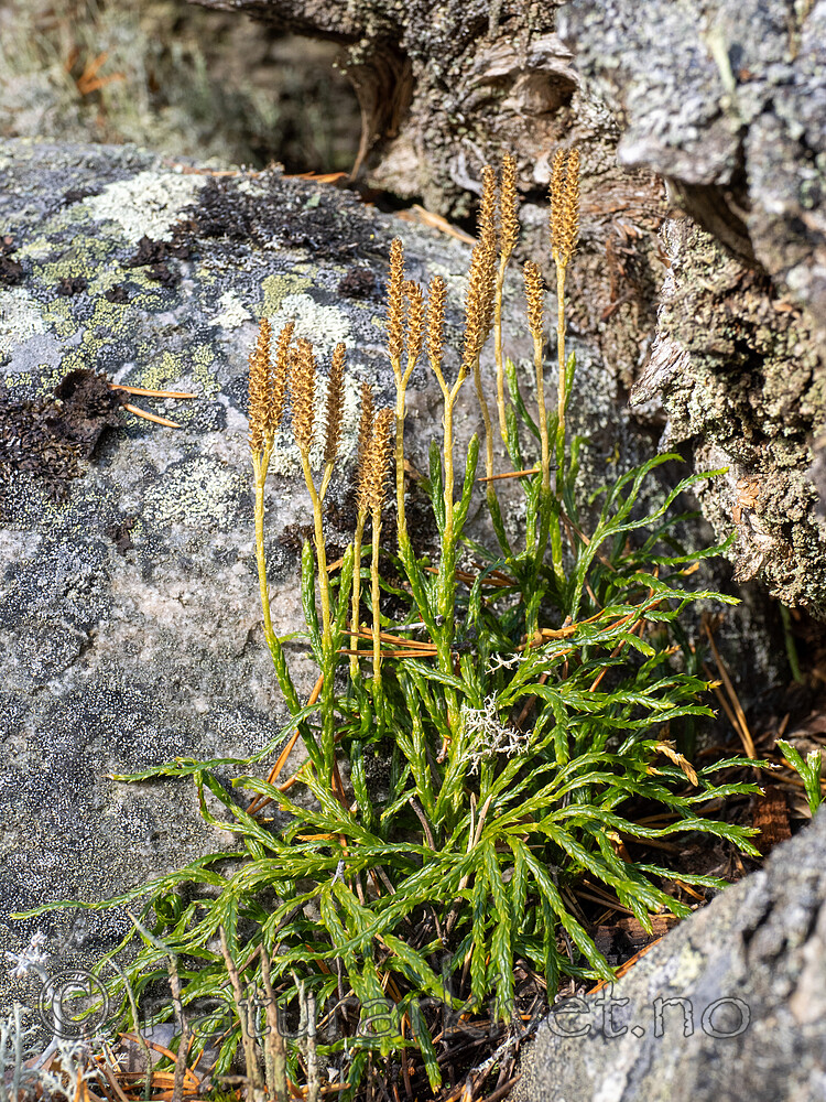 _A171277 / Diphasiastrum complanatum complanatum / Skogjamne