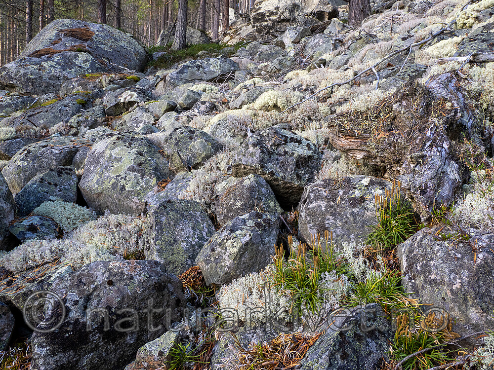 _A171280 / Diphasiastrum complanatum complanatum / Skogjamne
