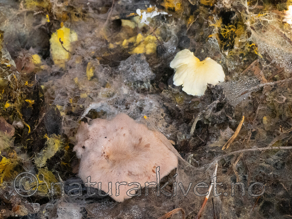 _A171325 / Hydnellum gracilipes / Skyggebrunpigg <br /> Stereopsis vitellina