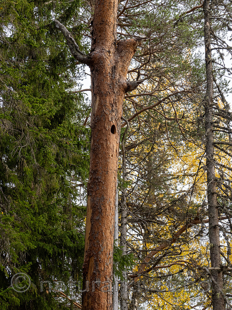 _A181340 / Phellinus pini / Furustokkjuke