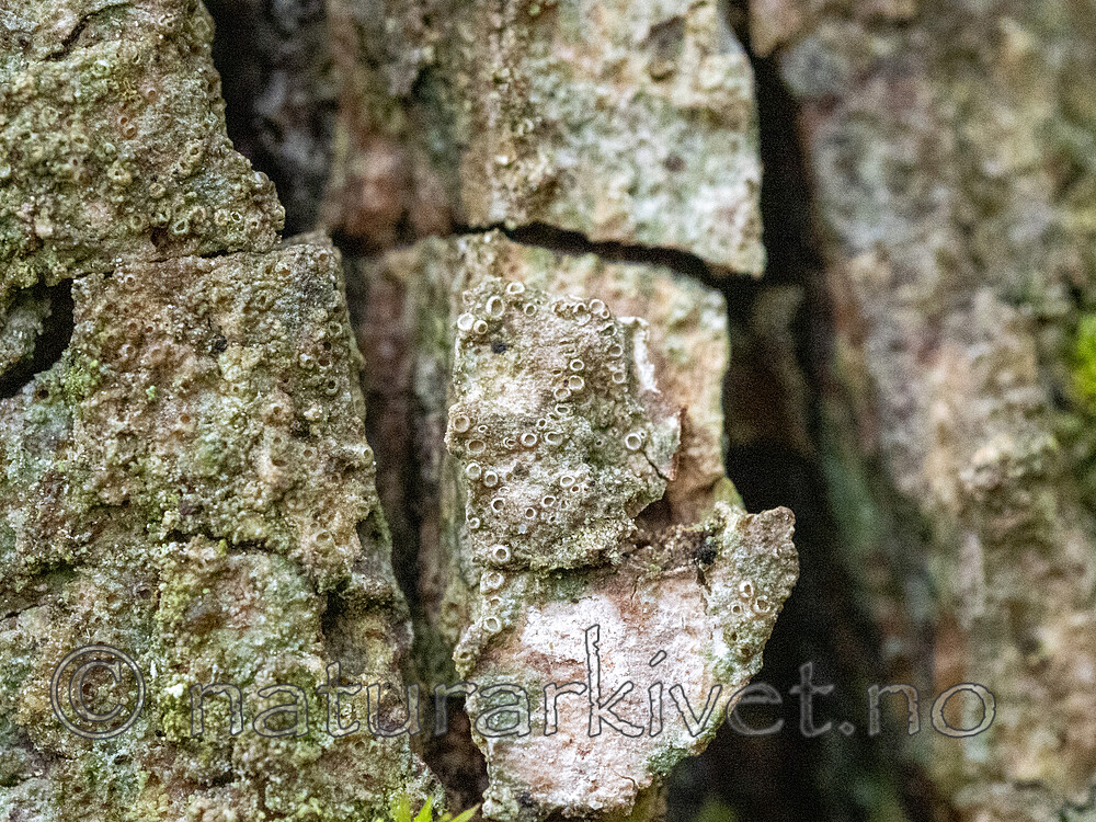 _A200208 / Gyalecta derivata