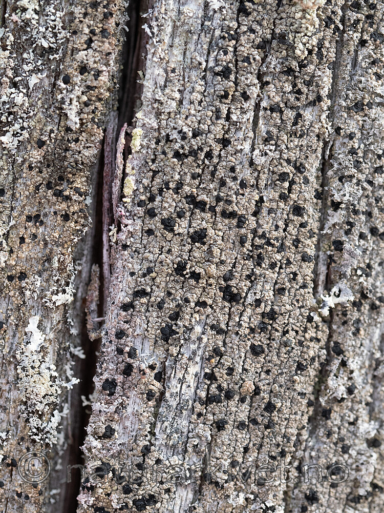 _A230015 / Pycnora praestabilis