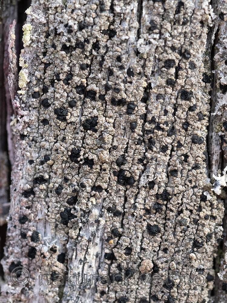 _A230017 / Pycnora praestabilis