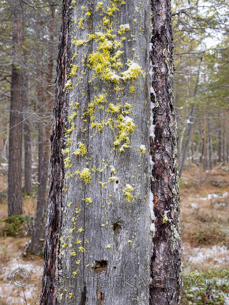 _A230023 / Letharia vulpina / Ulvelav