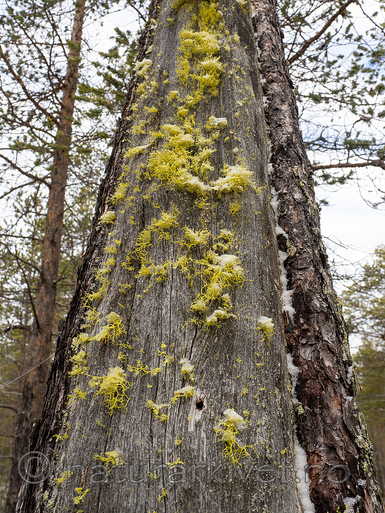 _A230024 / Letharia vulpina / Ulvelav