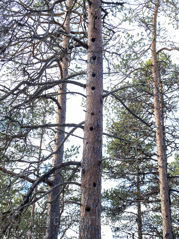 _A230026 / Phellinus pini / Furustokkjuke