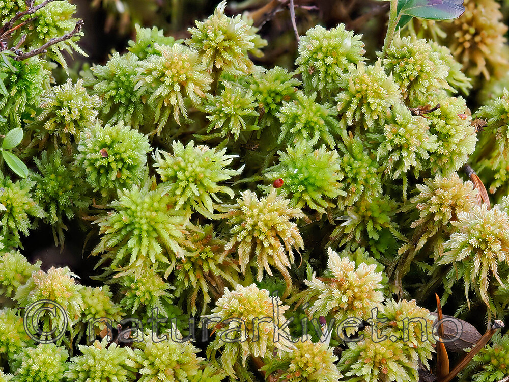 _A240062 / Sphagnum wulfianum / Huldretorvmose