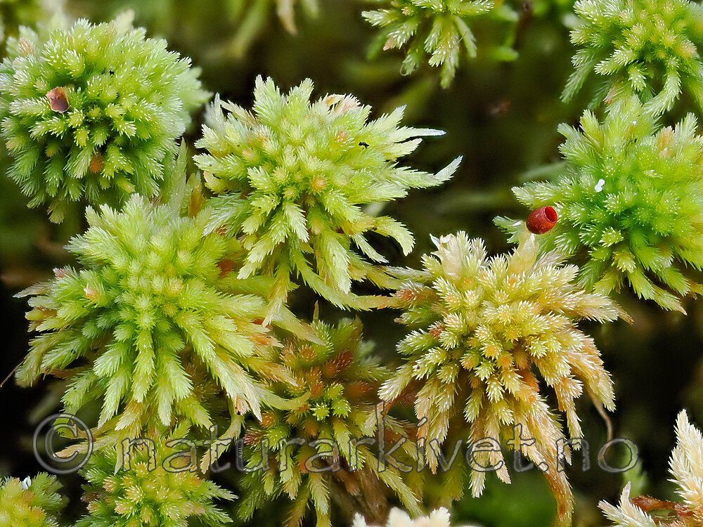 _A240078 / Sphagnum wulfianum / Huldretorvmose