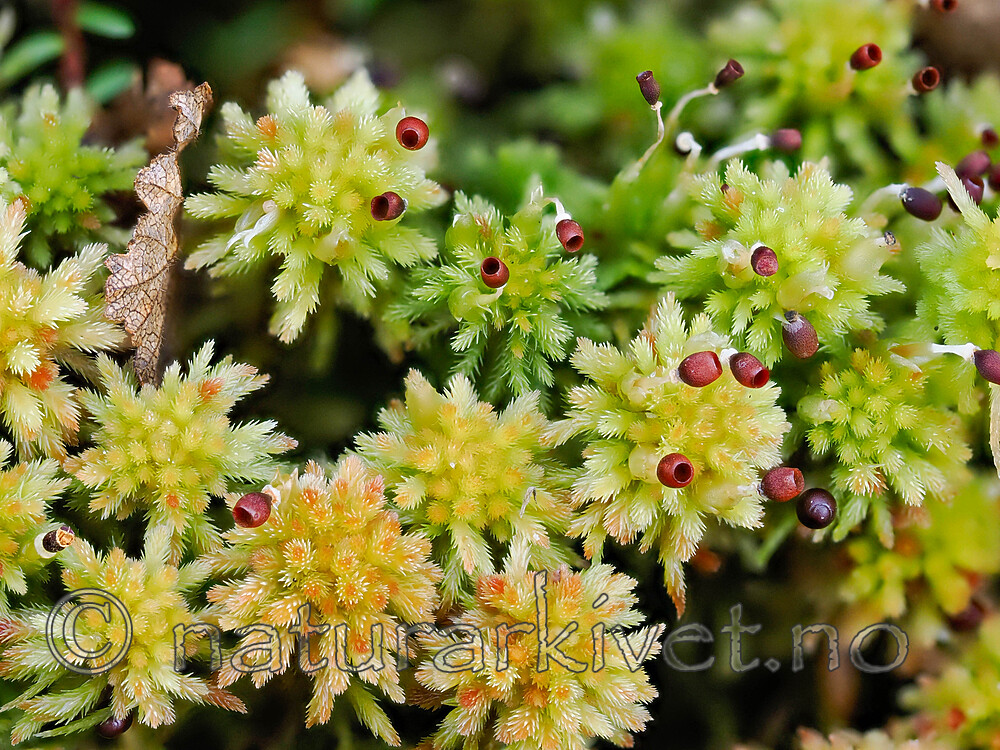 _A240110 / Sphagnum wulfianum / Huldretorvmose