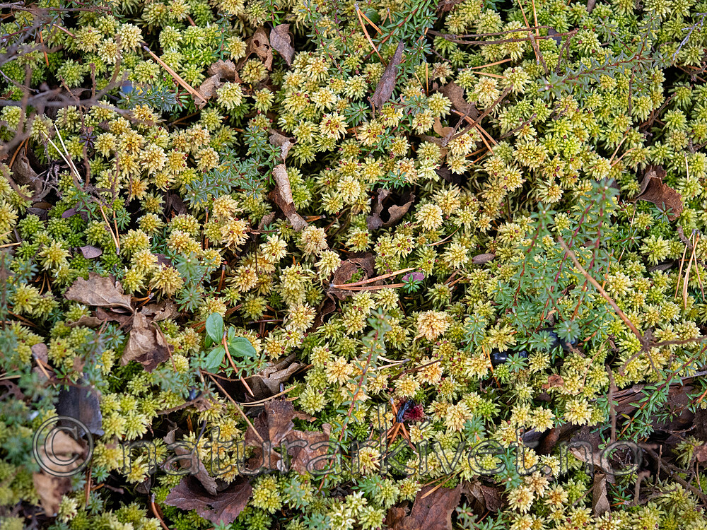 _A240134 / Sphagnum wulfianum / Huldretorvmose