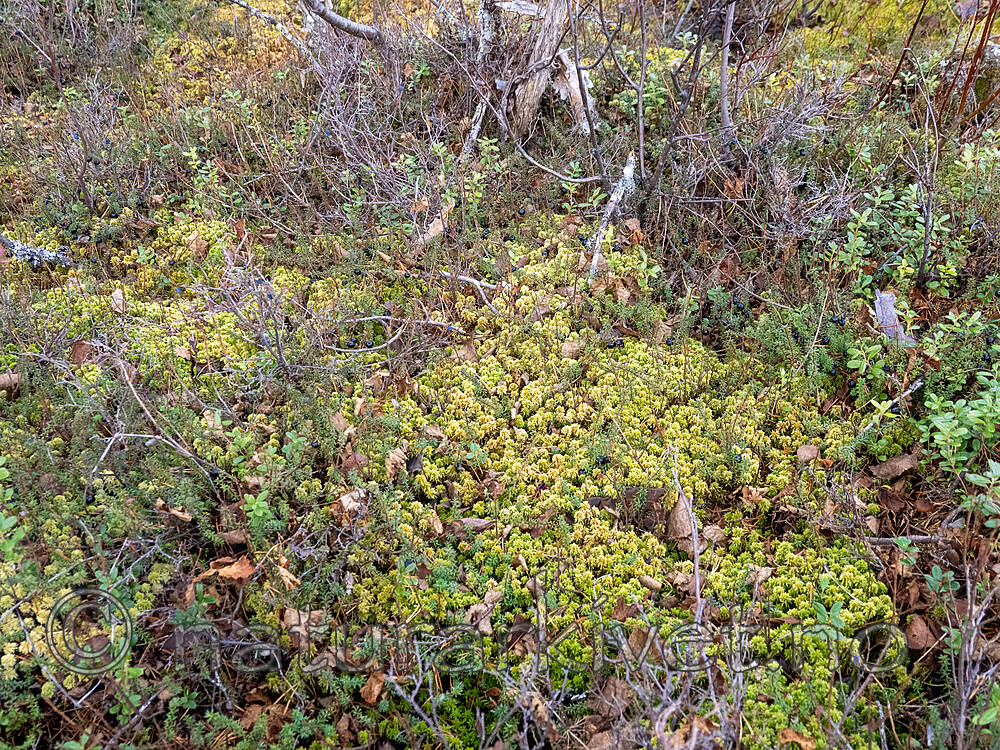 _A240138 / Sphagnum wulfianum / Huldretorvmose