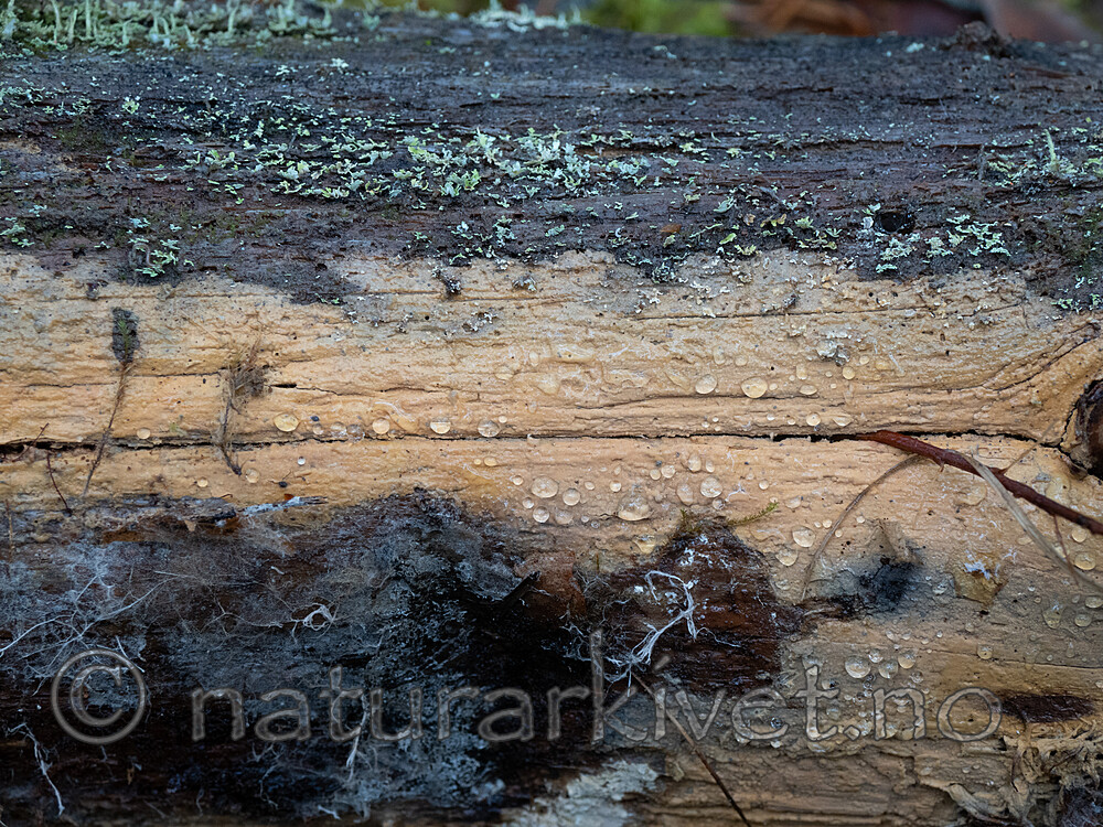 _A280326 / Phlebia serialis / Tyrivoksskinn