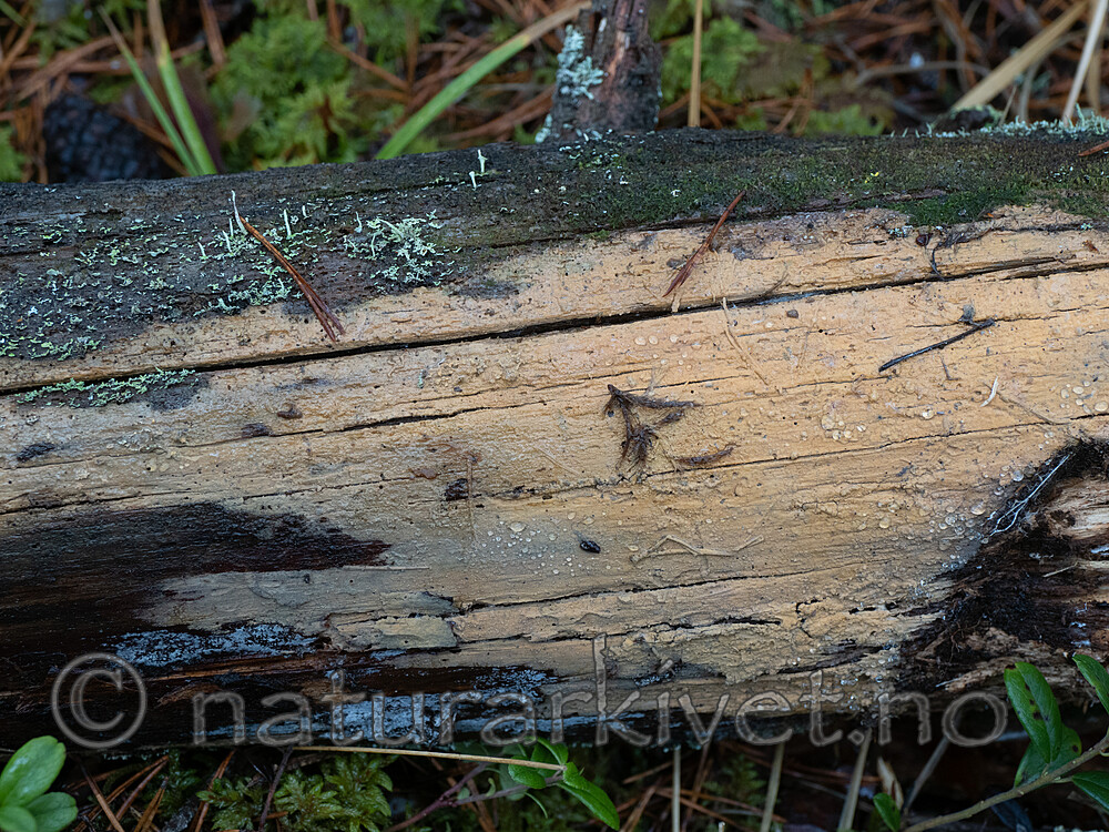 _A280327 / Phlebia serialis / Tyrivoksskinn