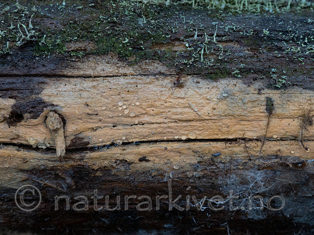 _A280329 / Phlebia serialis / Tyrivoksskinn