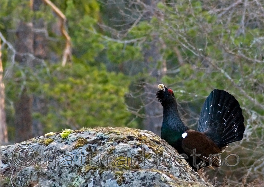 _ANT0019 / Tetrao urogallus / Storfugl