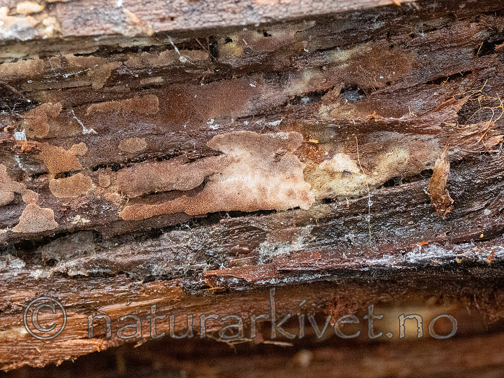 _B010797 / Skeletocutis jelicii / Prikkporekjuke