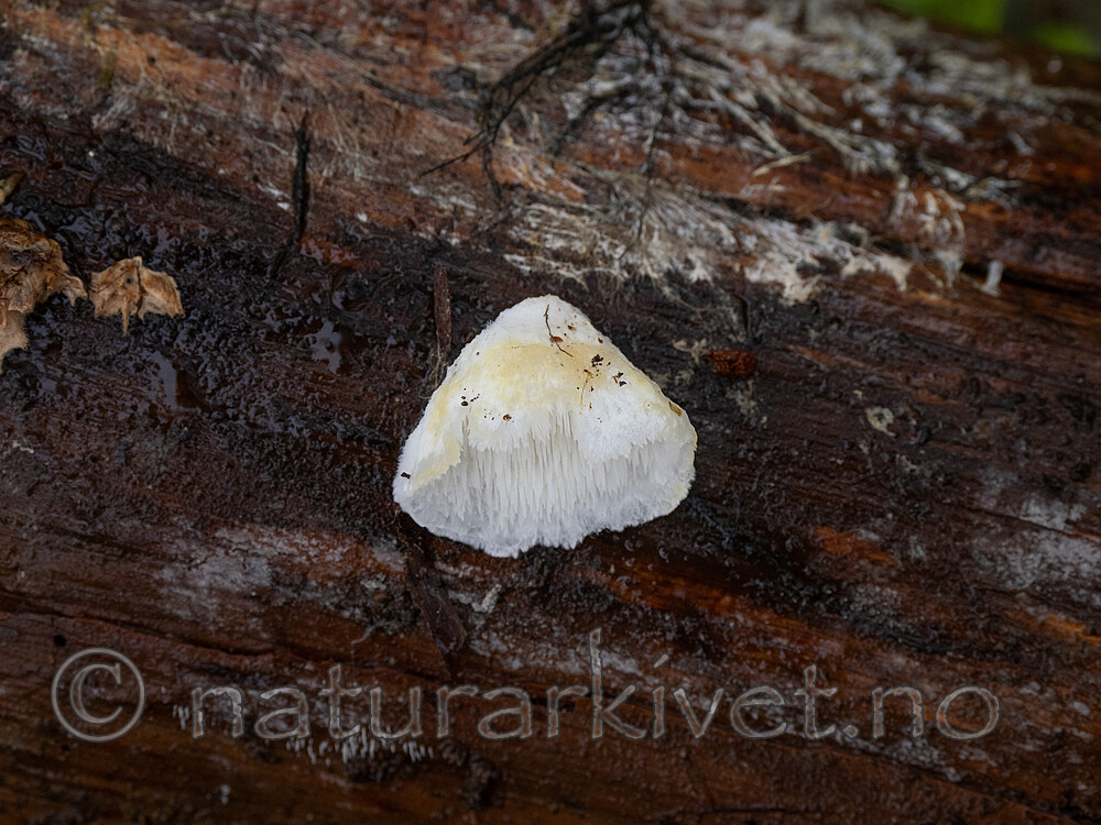 _B030807 / Postia ceriflua / Hengekjuke