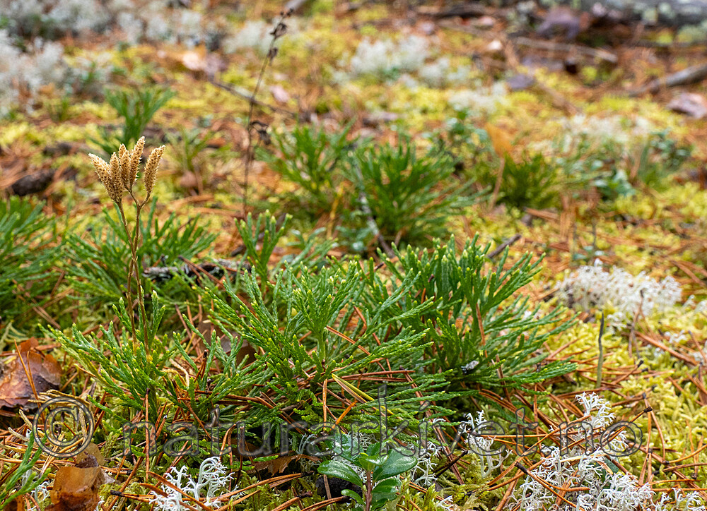 _B050026 / Diphasiastrum tristachyum / Grannjamne