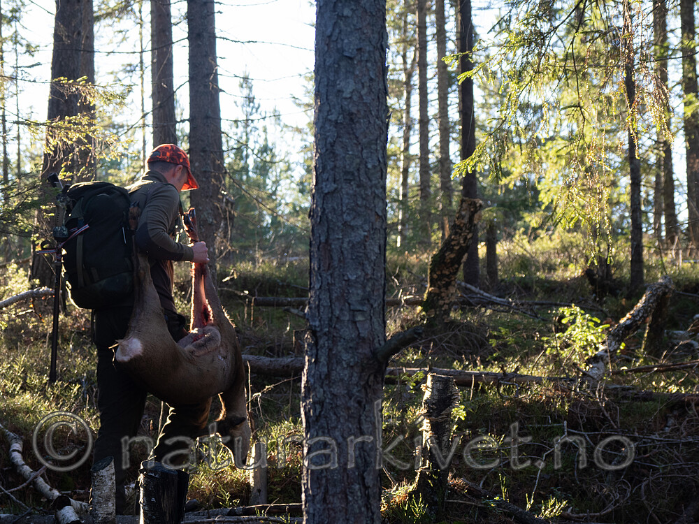 _B121077 / Capreolus capreolus / Rådyr