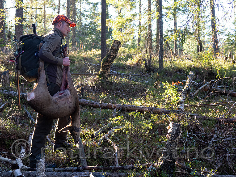 _B121089 / Capreolus capreolus / Rådyr