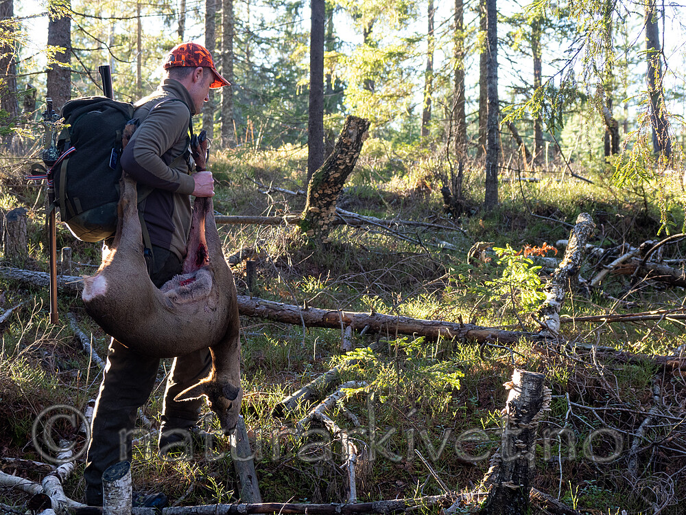 _B121090 / Capreolus capreolus / Rådyr