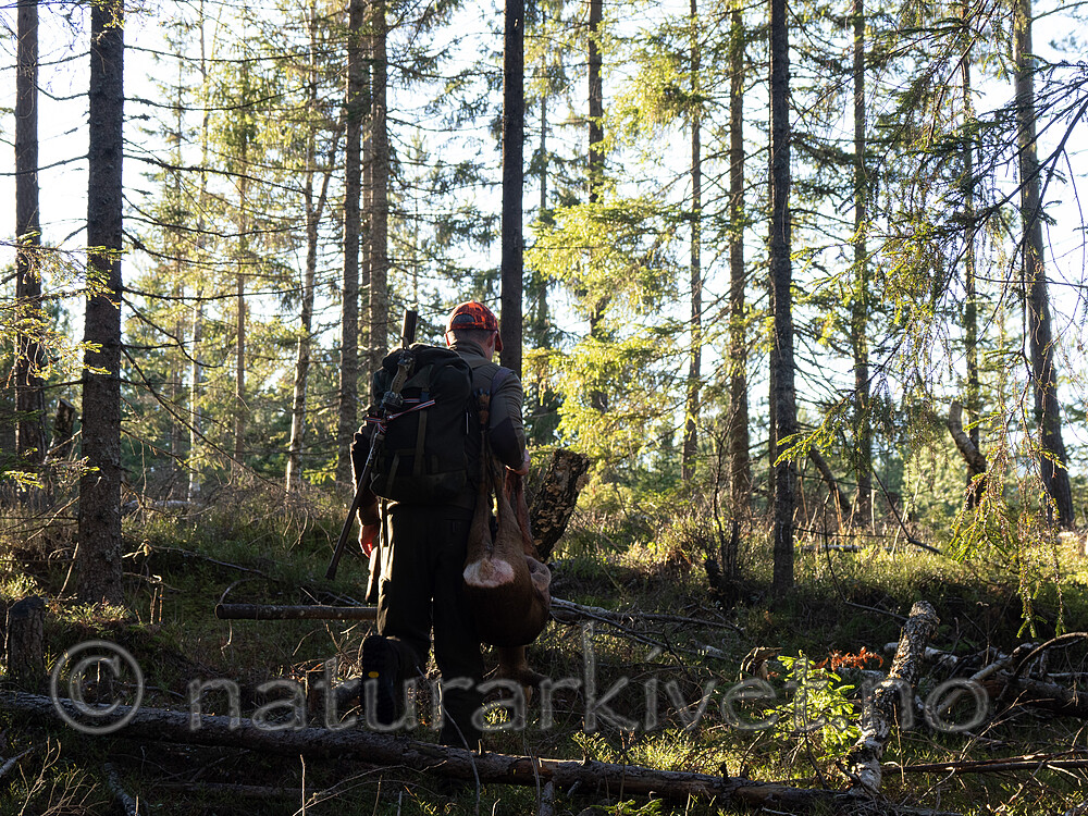 _B121095 / Capreolus capreolus / Rådyr